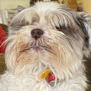 Meet your Posher, Molly